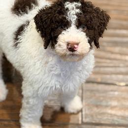 Rowan - Parti male Goldendoodle puppy in Macclenny, Florida from Baker County Goldendoodles