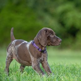 German Shorthaired Pointer and Vizsla Puppies from Nosam Kennels