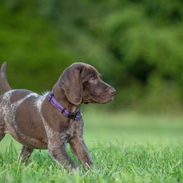 German Shorthaired Pointer and Vizsla Puppies from Nosam Kennels