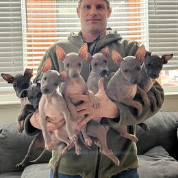 American Hairless Terrier Puppies from Gold Rush Kennels