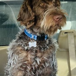 Wirehaired Pointing Griffons from Lakeport Griffons