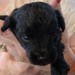 Gabe - Black male Schnoodle puppy in Huron, Tennessee from Wilma's Paw-Paw Patch