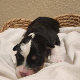 Miniature American Shepherd and Toy Australian Shepherd Puppies from Riverstone Aussies