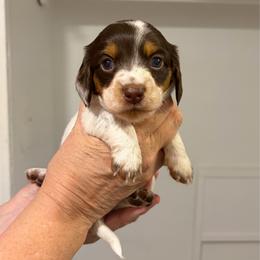 Rachel - Piebald female Dachshund puppy in Sterling, Colorado from Country Chics Doxies