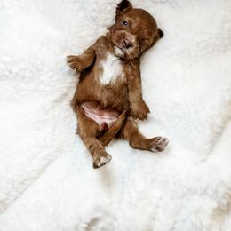 Australian Labradoodle, Bernedoodle, and Cavapoo Puppies from Doodles of Oz