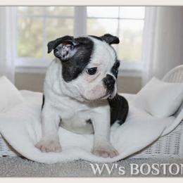 Gracie - Black and white female Boston Terrier puppy in North Central, Vermont from Windy Valley’s Bostons