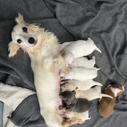 Fluffy - Dachshund