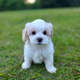 Frank - male Cavapoochon puppy in Bullard, Texas from Cavapoochon Central LLC