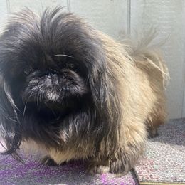Bingo - Pekingese