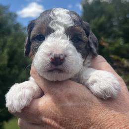 Girl 3 - White and black female Springerdoodle puppy in Sterling, Michigan from Springerdoodles In MI