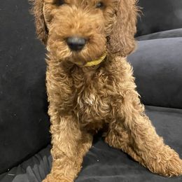 Poodle Puppies from Shamrock’s Poodles