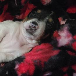 Snowy - Piebald female Dachshund puppy in Oklahoma City, Oklahoma from Hamm Weenies  AKC (Dachshunds)
