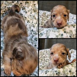 Cream Dapple 2 blue - Cream male Dachshund puppy in Panama City Fl, Florida from Southern Bliss Doxies