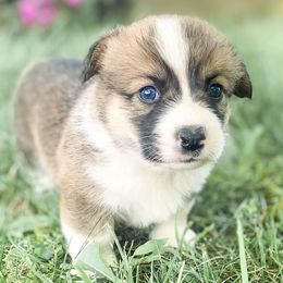 Pembroke Welsh Corgis from Harris Farms