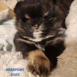 Zoey - Black and tan female Pomeranian puppy in Buffalo, New York from HERRPOMS