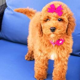 Éclair - Red  female Goldendoodle puppy in Miami, Florida from Haus of Pawz