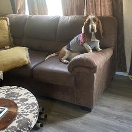 Aussiedoodles and Basset Hounds from Red Lake Bassets