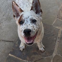 Archer - Red mottled male Australian Cattle Dog puppy in Scurry, Texas from RedHorizon AKC Australian Cattle Dogs (Heelers)