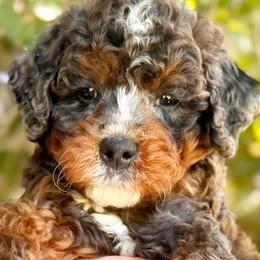 Happy - Merle male Bernedoodle puppy in Highland, Utah from Angel Pups Deluxe
