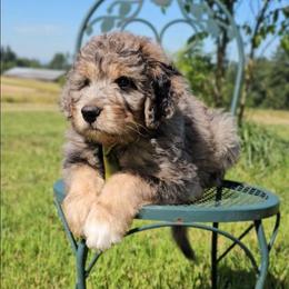 Edgar - Merle male Saint Berdoodle puppy in Battle Ground, Washington from Mad Hatter Farms Saint Berdoodles