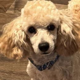 Beau - Poodle