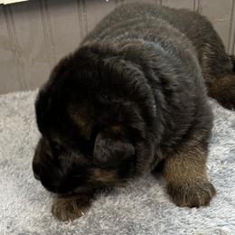 Boy 3-L blue - Black and tan male German Shepherd puppy in Sharon Grove, Kentucky from Julie’s Shepherds