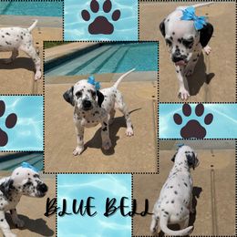 BLUE BELL - White and black female Dalmatian puppy in Waxahachie, Texas from Tiff’s Dalmatian Plantation