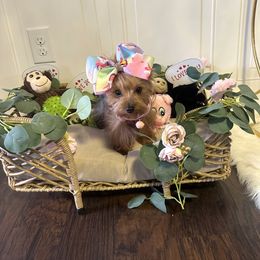 Yorkshire Terrier Puppies from Yorkshire Terriers