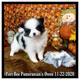 Pomeranian Puppies from Port Bee Pomeranian’s