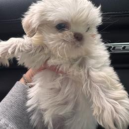 Layla - Cream and white female Shih Tzu puppy in Azusa, California from RJ Shih Tzu lover