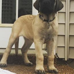 Mastiff Puppies from Hug-A-Mug Mastiffs