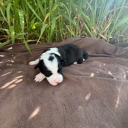 Roxi - Black and white female Border Collie puppy in Dorr, Michigan from Pineview Farm
