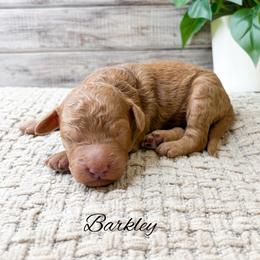 Barkley - Red  male Goldendoodle puppy in from Pink Poodles and Doodles