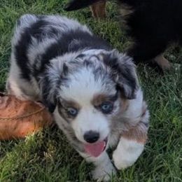 Classic blue merle - Blue merle male Toy Australian Shepherd puppy in San Patricio, New Mexico from Moose Creek Minis