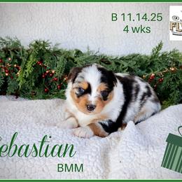 Sebastian - Blue merle male Miniature Australian Shepherd puppy in Madisonville, Texas from Flying LL Aussies