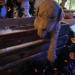 Goldendoodle Puppies from Da Ruba Doodles