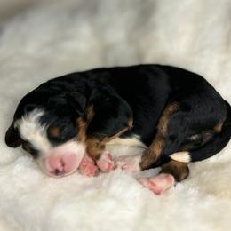 Tiana - Tri-color female Bernedoodle puppy in Sugarcreek, Ohio from Cuddly Companion Doodles