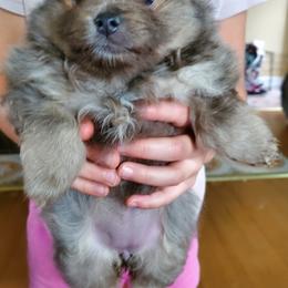Companion Cross, Pomeranian, and Sheepadoodle Puppies from Fluffy Wonders Poms and Doodles