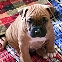 Boy 5 - Red American Staffordshire Terrier puppy in North Carolina from Kaye-Nyne Kennels