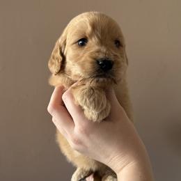 Girl 1 - female Goldendoodle puppy in Hamptonville, North Carolina from Goldendoodles of Vanhoy Farms