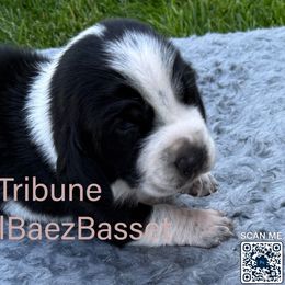 Tribune - Black and white male Basset Hound puppy in Sidney, Nebraska from Royal Baez Basset