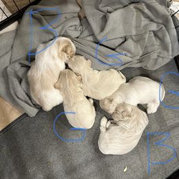 Shih Tzu Puppies from Happy Haven Farm