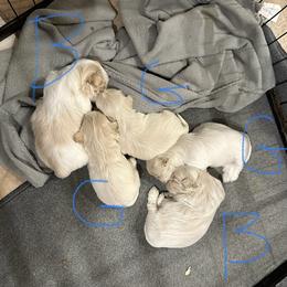 Shih Tzu Puppies from Happy Haven Farm