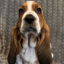 Yellow collar - 3,550.00 - Black white and brown female Basset Hound puppy in Columbia, South Carolina from Pawmetto Hounds