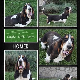 Homer - Basset Hound