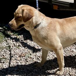 Sydney - Labrador Retriever