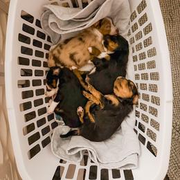 Cavalier King Charles Spaniel, Companion Cross, and Miniature Australian Shepherd Puppies from The Darling Pup