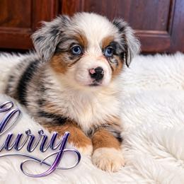Flurry - Blue merle female Miniature Australian Shepherd puppy in Lubbock, Texas from Baby Storm Kennels