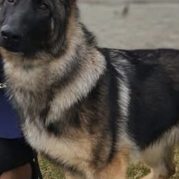 German Shepherds from Breton gsd