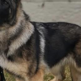 German Shepherds from Breton gsd